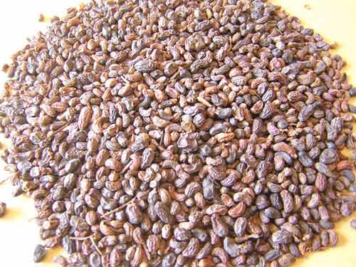 Bài thuốc chữa liệt dương bằng hạt tơ hồng