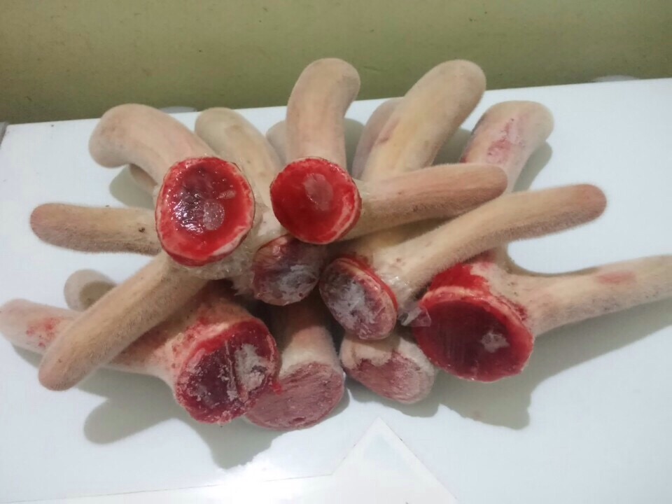 Nhung hươu chữa yếu sinh lý