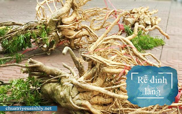 Rễ đinh lăng là thảo dược chữa yếu sinh lý hiệu quả