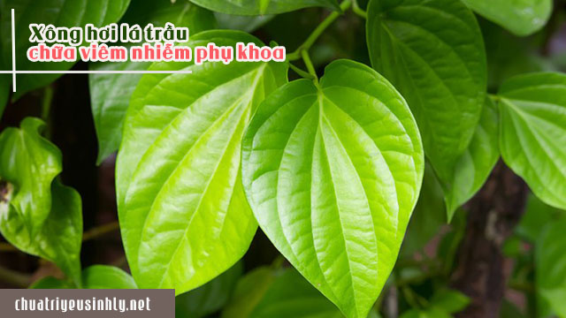 Dùng lá trầu làm thuốc uống chống viêm nhiễm phụ khoa